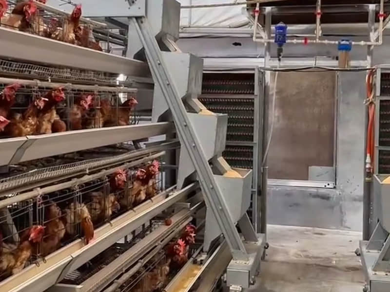 Automatic Feeding System