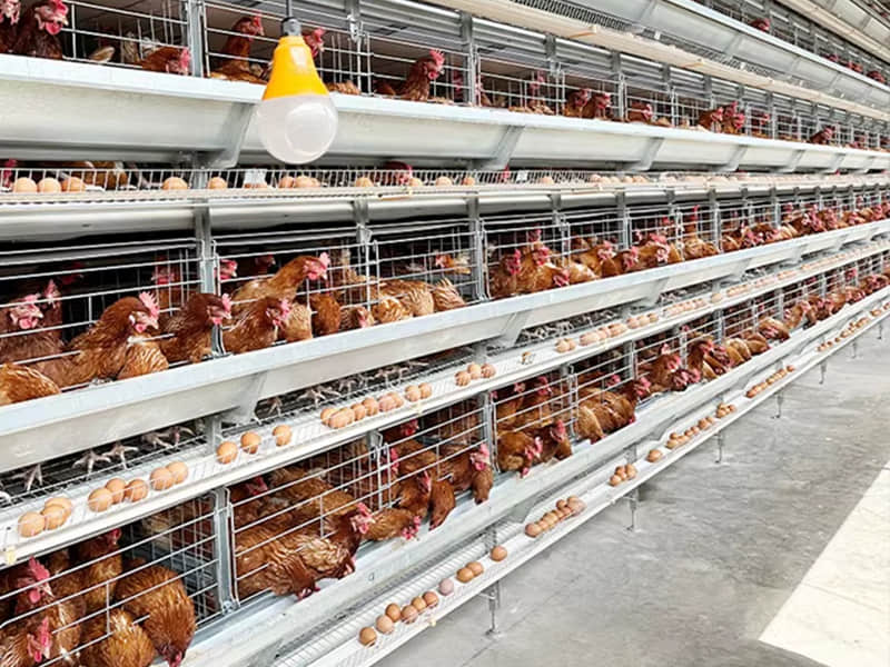 Automatic Layer Cage System