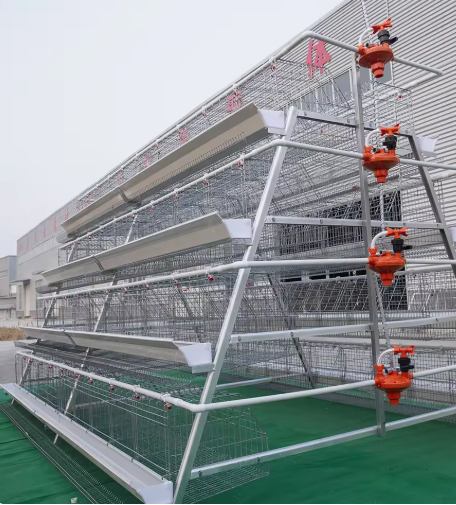 Type A Chicken Cage | High-Efficiency Tiered Laying Hen Farming Solution