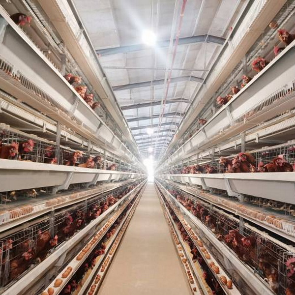 Stacked layer hen cages | Fully automated farming, high density, labor-saving