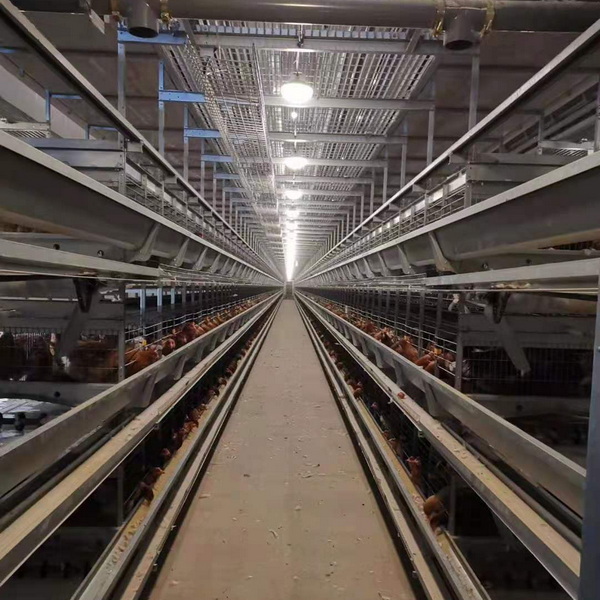 Stacked layer hen cages | Fully automated farming, high density, labor-saving