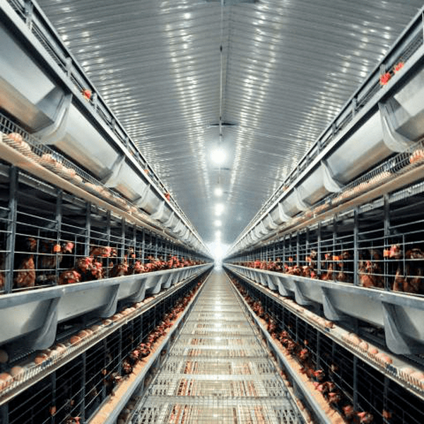 Stacked layer hen cages | Fully automated farming, high density, labor-saving