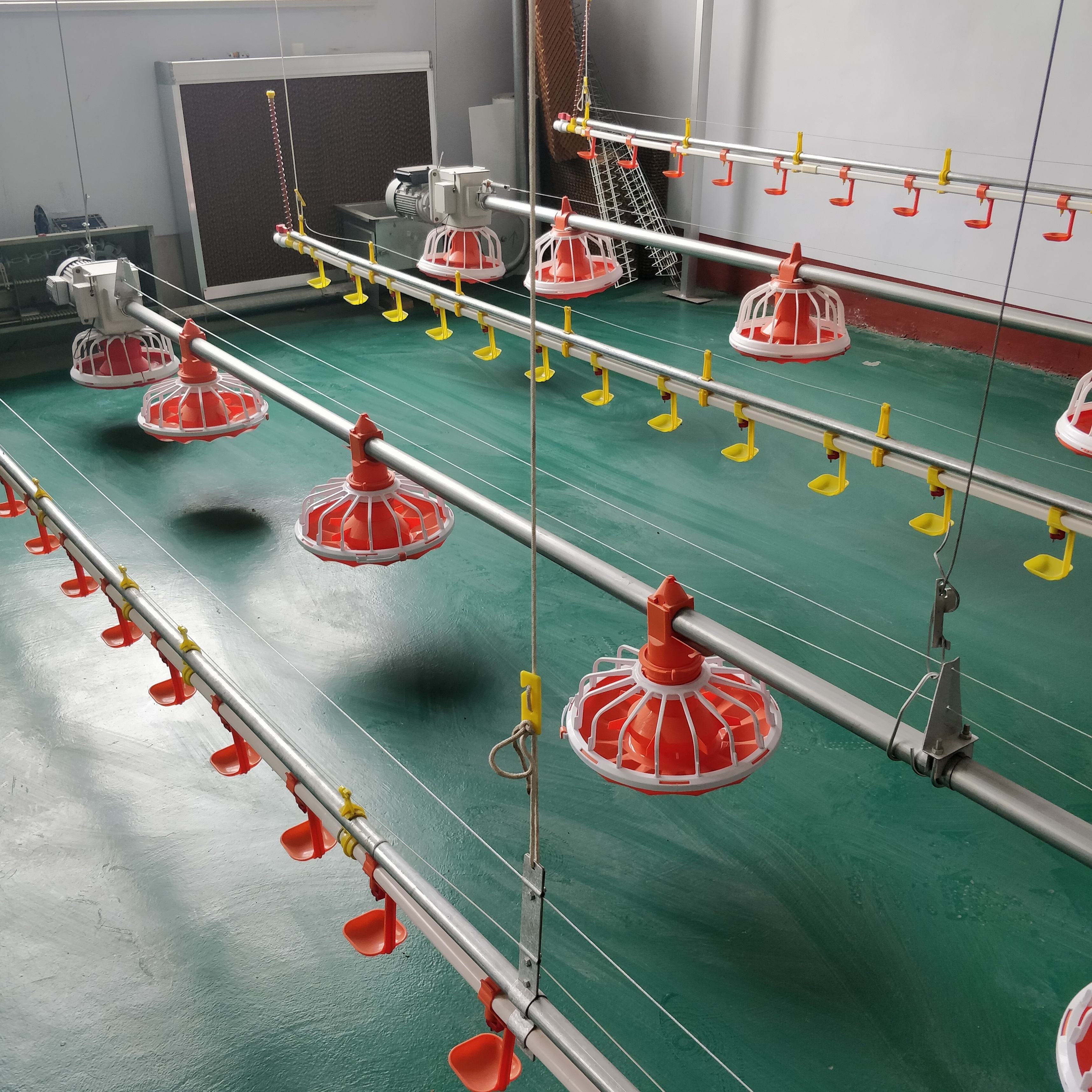 Automatic Poultry Feeding & Drinking System for Broiler Farms