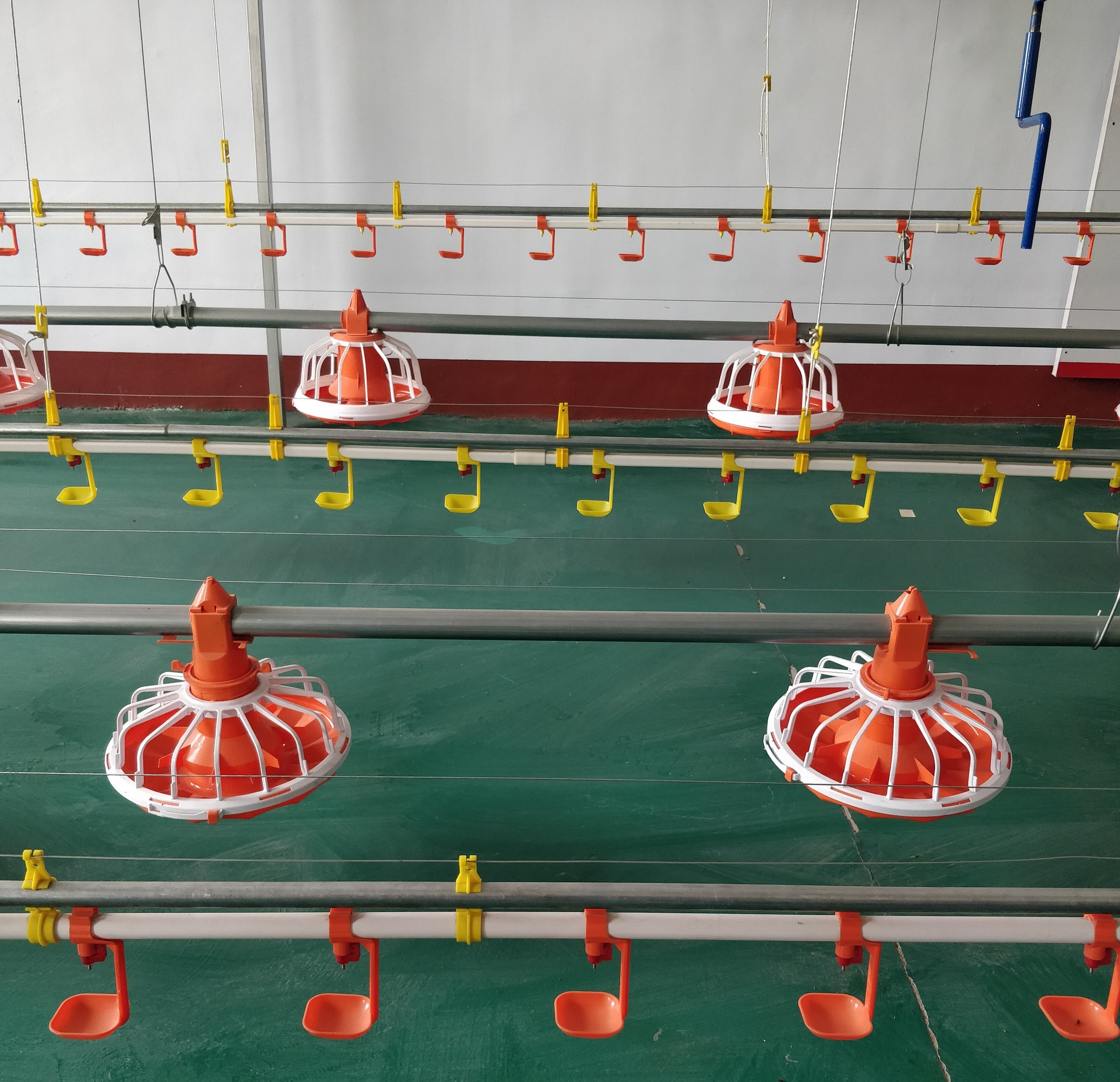 Automatic Poultry Feeding & Drinking System for Broiler Farms